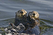 Sea Otter (Enhydra lutris) pair, Monterey Bay, California