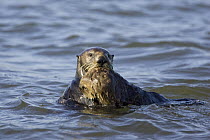 Sea Otter (Enhydra lutris) mother carrying eight week old pup in her mouth, Monterey Bay, California
