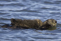 Sea Otter (Enhydra lutris) mother with one week old pup, Monterey Bay, California