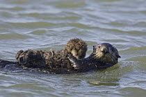 Sea Otter (Enhydra lutris) mother with one week old pup, Monterey Bay, California
