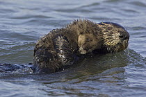 Sea Otter (Enhydra lutris) mother holding one week old pup, Monterey Bay, California