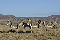 Grevy's Zebra (Equus grevyi) group, Lewa Wildlife Conservation Area, northern Kenya