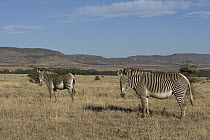 Grevy's Zebra (Equus grevyi) pair, Lewa Wildlife Conservation Area, northern Kenya