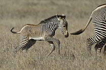 Grevy's Zebra (Equus grevyi) young foal running, Lewa Wildlife Conservation Area, northern Kenya