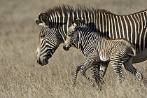 Grevy's Zebra (Equus grevyi) mother and young foal, Lewa Wildlife Conservation Area, northern Kenya