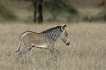 Grevy's Zebra (Equus grevyi) young foal, Lewa Wildlife Conservation Area, northern Kenya