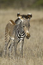 Grevy's Zebra (Equus grevyi) young foal, Lewa Wildlife Conservation Area, northern Kenya