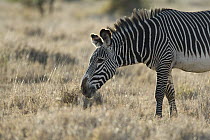 Grevy's Zebra (Equus grevyi), Lewa Wildlife Conservation Area, northern Kenya