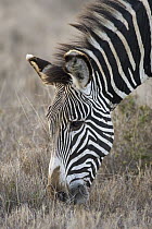 Grevy's Zebra (Equus grevyi) grazing, Lewa Wildlife Conservation Area, northern Kenya