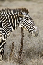 Grevy's Zebra (Equus grevyi) scratching chin on stump, Lewa Wildlife Conservation Area, northern Kenya