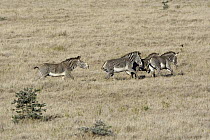 Grevy's Zebra (Equus grevyi) territorial behavior of stallion, Lewa Wildlife Conservation Area, northern Kenya