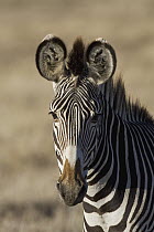 Grevy's Zebra (Equus grevyi) portrait, Lewa Wildlife Conservation Area, northern Kenya