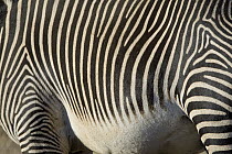 Grevy's Zebra (Equus grevyi) hide, Lewa Wildlife Conservation Area, northern Kenya
