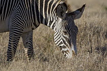 Grevy's Zebra (Equus grevyi) grazing, Lewa Wildlife Conservation Area, northern Kenya