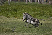 Grevy's Zebra (Equus grevyi) running, Lewa Wildlife Conservation Area, northern Kenya