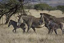 Grevy's Zebra (Equus grevyi) females and foals, Lewa Wildlife Conservation Area, northern Kenya