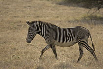 Grevy's Zebra (Equus grevyi) walking, Lewa Wildlife Conservation Area, northern Kenya