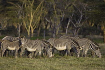 Grevy's Zebra (Equus grevyi) herd grazing on green grass at perennial swamp, Lewa Wildlife Conservation Area, northern Kenya