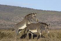 Grevy's Zebra (Equus grevyi) stallion mounting female, Lewa Wildlife Conservation Area, northern Kenya