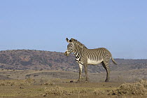 Grevy's Zebra (Equus grevyi) individual, Lewa Wildlife Conservation Area, northern Kenya