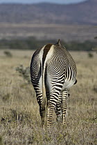 Grevy's Zebra (Equus grevyi) backside, Lewa Wildlife Conservation Area, northern Kenya