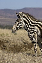 Grevy's Zebra (Equus grevyi) profile, Lewa Wildlife Conservation Area, northern Kenya