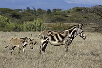 Grevy's Zebra (Equus grevyi) mother and young foal, Lewa Wildlife Conservation Area, northern Kenya