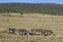 Grevy's Zebra (Equus grevyi) herd grazing, Lewa Wildlife Conservation Area, northern Kenya