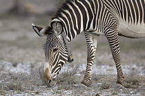 Grevy's Zebra (Equus grevyi) collared by researchers of the Grevy's Zebra Trust, Lewa Wildlife Conservation Area, northern Kenya