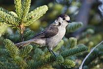 Canada Jay (Perisoreus canadensis) in pine, Olympic National Park, Washington
