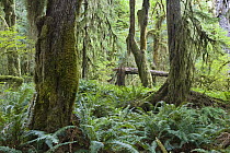 Moss-covered trees and dense undergrowth in the Hoh Temperate Rainforest, Olympic National Park, Washington