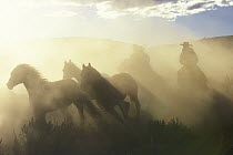 Domestic Horse (Equus caballus) group wrangled by cowboys, Oregon