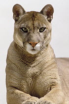 Mountain Lion (Puma concolor) portrait, native to North and South America