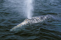 Gray Whale (Eschrichtius robustus) spouting, Mexico