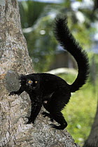 Black Lemur (Lemur macaco) male climbing tree, Nosy Komba, Madagascar