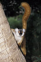 Black Lemur (Lemur macaco) female climbing, Nosy Komba, Madagascar