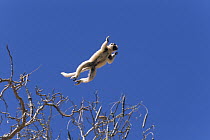 Verreaux's Sifaka (Propithecus verreauxi) leaping from tree, Berenty Reserve, Madagascar
