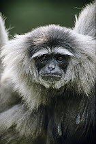 Silvery Gibbon (Hylobates moloch) portrait, native to Java, Indonesia