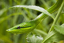 Green Vine Snake (Oxybelis fulgidus) camouflaged in leaves, Calakmul Biosphere Reserve, Mexico