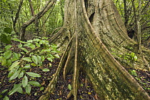 Buttressed rainforest tree, Calakmul Biosphere Reserve, Mexico
