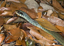 Speckled Racer (Drymobius margaritiferus) snake among leaves flicking tongue, Calakmul Biosphere Reserve, Mexico