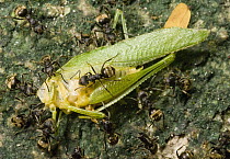 Army Ant (Eciton sp) group dragging katydid prey, Calakmul Biosphere Reserve, Mexico
