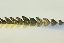 Morelet's Crocodile (Crocodylus moreletii) tail scales, Calakmul Biosphere Reserve, Mexico