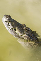 Morelet's Crocodile (Crocodylus moreletii) emerging from water, Calakmul Biosphere Reserve, Mexico