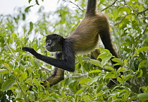 Black-handed Spider Monkey (Ateles geoffroyi) hanging in the trees, Calakmul Biosphere Reserve, Mexico