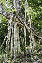 Giant Strangler Fig (Ficus aurea) in tropical rainforest interior, Calakmul Biosphere Reserve, Mexico