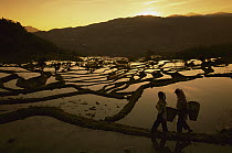 Rice (Oryza sativa) terraces and two people, Yunnan, China