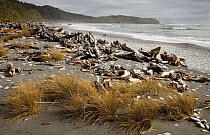 Pingao Grass (Desmoschoenus spiralis) and driftwood, Gillespie's Beach near Fox Glacier, New Zealand