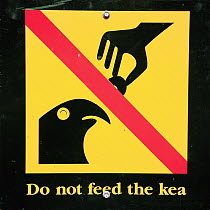 Kea (Nestor notabilis) conservation sign placed throughout Southern Alps to help protect threatened kea population, Milford Sound, New Zealand