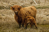 Highland Cattle (Bos taurus) mother and calf, Dunedin, Otago, New Zealand